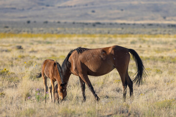 Wild Horse Mare and Foal in Autumn in the Utah Desert