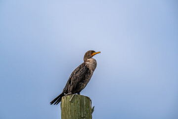 Cormorant Perched on  Post