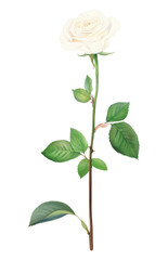 Obraz premium PNG White Rose leaves rose leaf.