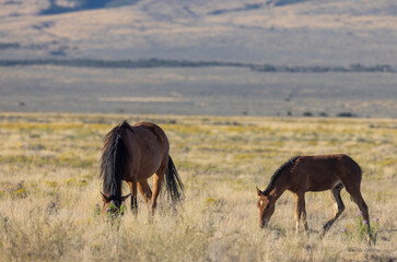 Wild Horse Mare and Foal in Autumn in the Utah Desert