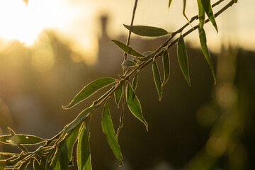 Willow Tree Leaves Backlit by Golden Sunset Sunlight - Nature Beauty Peace