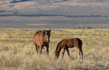 Wild Horse Mare and Foal in Autumn in the Utah Desert