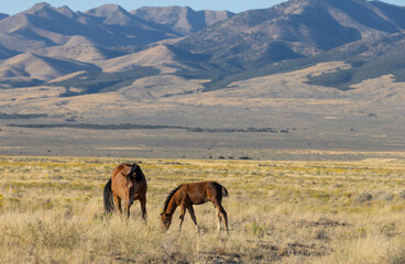 Wild Horse Mare and Foal in Autumn in the Utah Desert