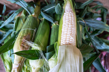 Fresh Harvested White Corn Cobs with Green Husks