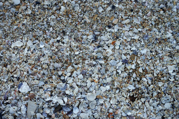 Closeup of sand beach covered with broken shells and coral fragments.