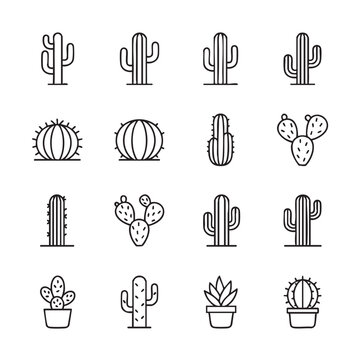 ICONES NORDESTINOS, NORDESTINO, NORDESTE, CEAR&Aacute;, ICONES DO NORDESTE, MANDACARU, CACTO, CACTOS, PLANTAS DA CAATINGA, PLANTAS NORDESTINAS