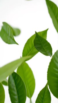Flying green leaves in the air. Fresh aroma. Green tea leaf on white background. 