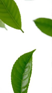 Flying green leaves in the air. Fresh aroma. Green tea leaf on white background. 