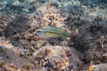 Underwater close-up view of an East Atlantic Peacock Wrasse, Symphodus tinca, swimming over a rocky algae-covered seabed.