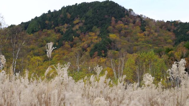 志賀高原・田ノ原湿原の紅葉の山と揺れるススキ