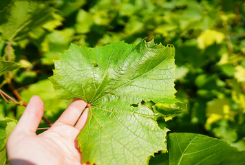 Grapevine Pest and Diseases in vineyard. Grape disease. Grape leaf in farmers hand. Hand holds Diseases grape. Disease management in grapes. Winemakers are losing grapes. Grapevine leaf background.