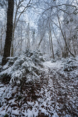 Serene winter forest scene in Estonia, where first snow covers evergreen bushes and a tranquil path with fallen leaves.