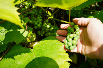 Grape ripening. Bunches of unripe green grapes are nestled among vibrant green leaves on vine. Growth in vineyard on sunny summer day. Ripeness in viticulture. Vineyard background.