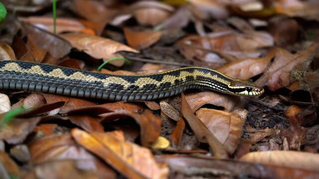 Adder Snake on Forest Floor Amidst Autumn Leaves in Natural Habitat
