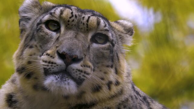 Very close up view of a snow leopard head, eyes and nose  resting on a rock on a cloudy autumn day