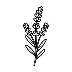 Lavender Plant Outline Illustration on White Background