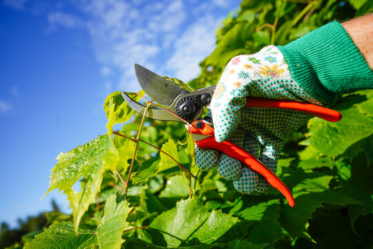 Cut branch use branch cutter on vineyard. Cutting branches on grapes use pruning shears. Trimming Grapevines branch on vineyard farm. Pruning grapevines with clippers. Grape vine pruning tools.