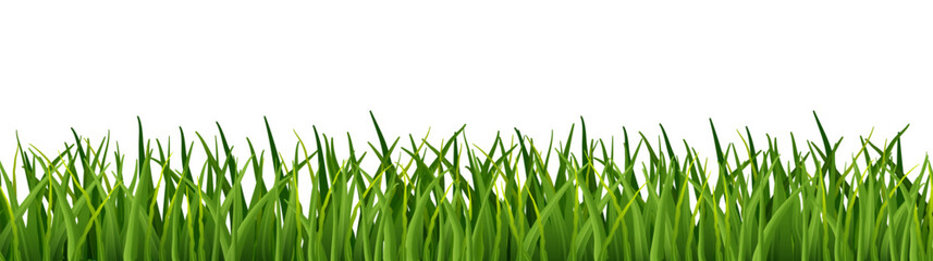 Realistic green long grass tufts isolated on white background. Fresh spring lawn bushes for summer meadow, nature border design and landscape illustration