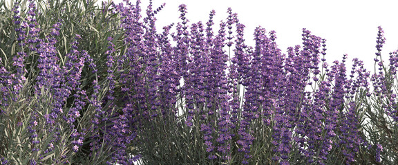 high-detail lavender flowers in full bloom, ideal for nature scenes, wellness branding, botanical design, cosmetic visuals, and premium landscape compositions.