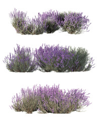 detailed lavender bushes in full bloom, ideal for nature scenes, landscape design, botanical projects, and high-quality 3D vegetation renders for professional visual workflows.