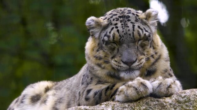 Close up of a snow leopard resting on arock and closing his eyes on a cloudy autumn day