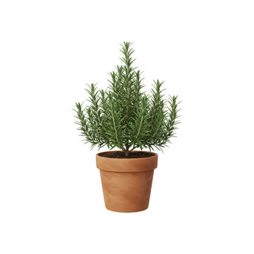 Rosemary Plant in Terracotta Pot