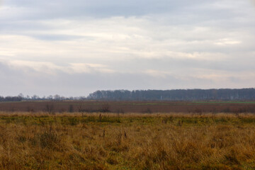 ​A wide landscape shot of a dry autumn field in the foreground, with a low, dark treeline of leafless forest on the horizon under a gloomy gray sky. The composition conveys a sense of open space, empt