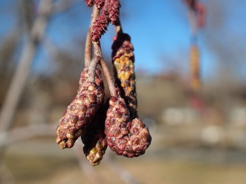 Late Autumn Seed Cones of Thinleaf Alder (Alnus tenuifolia) in Colorado
