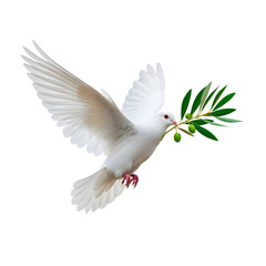 Obraz premium Dove carrying an olive branch. Isolated image with a transparent background.
