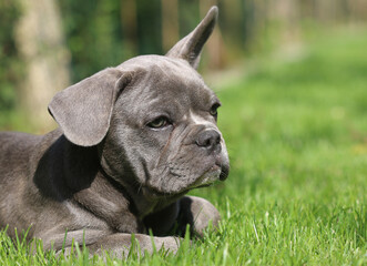 Französische Bulldogge - French Bulldog