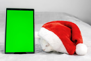 Beautiful white fluffy cat lying on bed at home,looks into laptop with green screen.Christmas New Year festive card,domestic pet,mockup,advertising for cats kitten,Chroma key