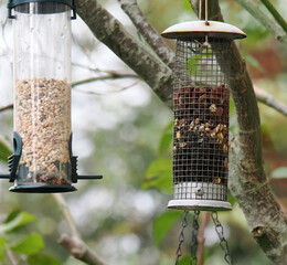 bird feeders hanging from a tree
