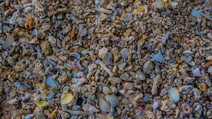 Beach surface texture with shells, coral, and pebbles. Intricate natural pattern showcasing coastal biodiversity.