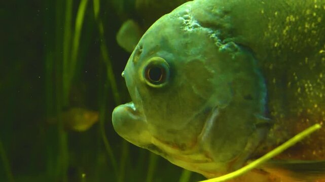 Close up of piranha or pira&ntilde;a fish, swimming around water plants underwater