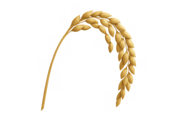 Golden rice stalk showing harvested grain, agriculture, food staple, healthy eating, and natural crop on transparent background