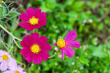 真上から見た鮮やかな濃いピンク色のコスモスの花