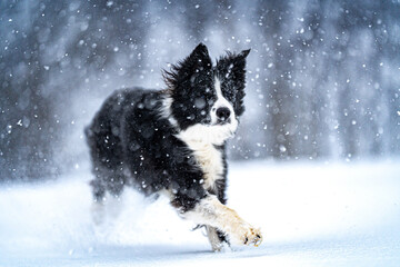Border collie running through snow storm 