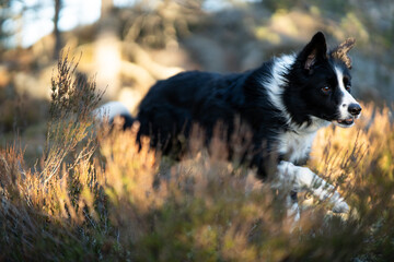 Fototapeta premium Border collie autum forest