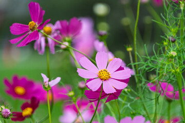 Fototapeta premium 秋の公園に咲く鮮やかなピンク色のコスモスの花と緑の背景