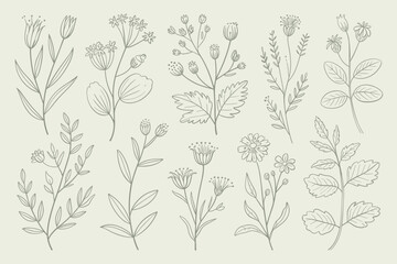 Botanical Line Art Delicate Hand-Drawn Floral and Leaf Illustrations