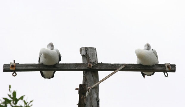 Two Australian Pelicans sleeping on a telegraph pole, New South Wales, Australia
