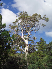 View of a large Eucalyptus tree with white bark, Tasmania Australia
