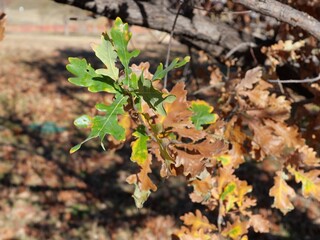 Late Autumn Browning Leaves of English Oak (Quercus robur) in Colorado