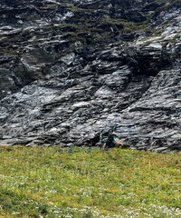 rocky mountain landscape with a green grassy field in the foreground and Caucasian chamois in the background, copy space Rupicapra rupicapra