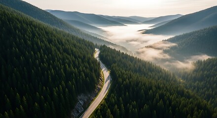 Winding asphalt road through dense green pine forest valley with morning fog and layered mountains