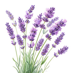 Fototapeta premium Lavender flowers isolated on transparent background, aromatic and calming plant