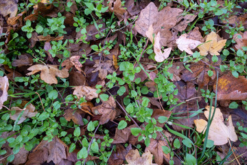 A close up of a leaf covered ground with a few leaves still on the ground