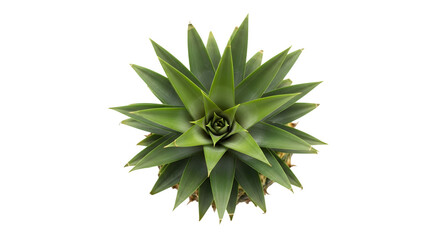 Fototapeta premium Top view of a fresh green pineapple crown with spiky leaves isolated on transparent background