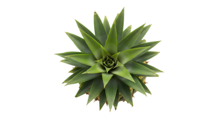 Top view of a fresh green pineapple crown with spiky leaves isolated on transparent background