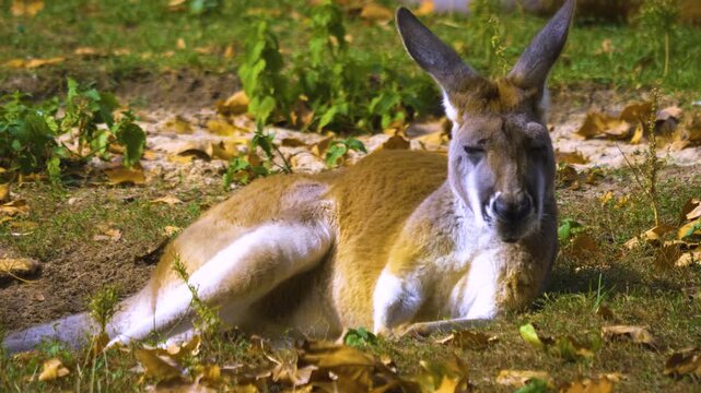 Close up of Kangaroo  mother with a baby joe in her pouch on a meadow ona sunny day resting on the ground